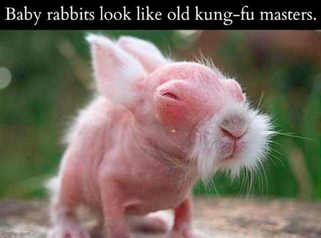 baby rabbits | BABY RABBITS LOOK LIKE OLD KUNG-FU MASTERS. | image tagged in baby rabbits,kung-fu,meme | made w/ Imgflip meme maker