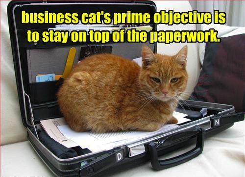 image tagged in cats,funny