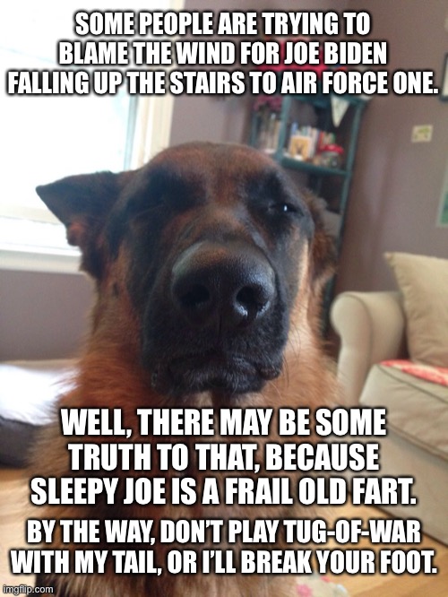 Even Major knows the 25th Amendment will get used on Sleepy Joe |  SOME PEOPLE ARE TRYING TO BLAME THE WIND FOR JOE BIDEN FALLING UP THE STAIRS TO AIR FORCE ONE. WELL, THERE MAY BE SOME TRUTH TO THAT, BECAUSE SLEEPY JOE IS A FRAIL OLD FART. BY THE WAY, DON’T PLAY TUG-OF-WAR WITH MY TAIL, OR I’LL BREAK YOUR FOOT. | image tagged in suspicious german shepherd,memes,joe biden,sleepy,old fart,major | made w/ Imgflip meme maker