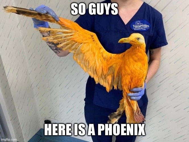 SO GUYS; HERE IS A PHOENIX | image tagged in okay | made w/ Imgflip meme maker