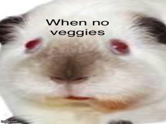 no veg | image tagged in memes | made w/ Imgflip meme maker