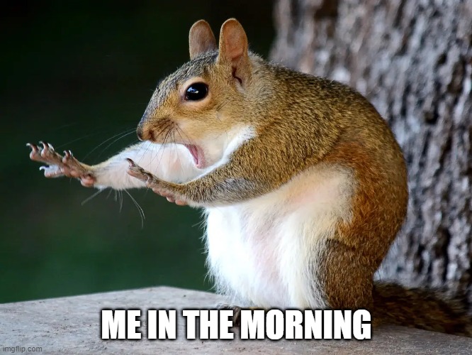 squirrel | ME IN THE MORNING | image tagged in animals | made w/ Imgflip meme maker