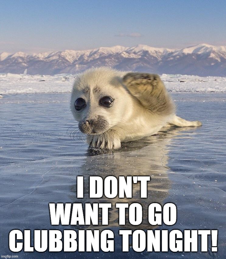 I DON'T WANT TO GO CLUBBING TONIGHT! | image tagged in seal | made w/ Imgflip meme maker