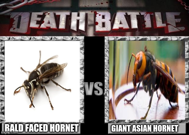 War of the wasps | BALD FACED HORNET; GIANT ASIAN HORNET | image tagged in death battle,wasp,murder hornet,bugs,animals,insects | made w/ Imgflip meme maker