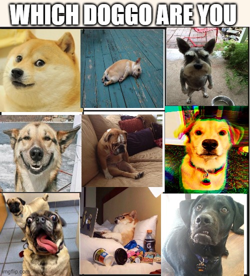 doggo nation | WHICH DOGGO ARE YOU | image tagged in which one are you | made w/ Imgflip meme maker