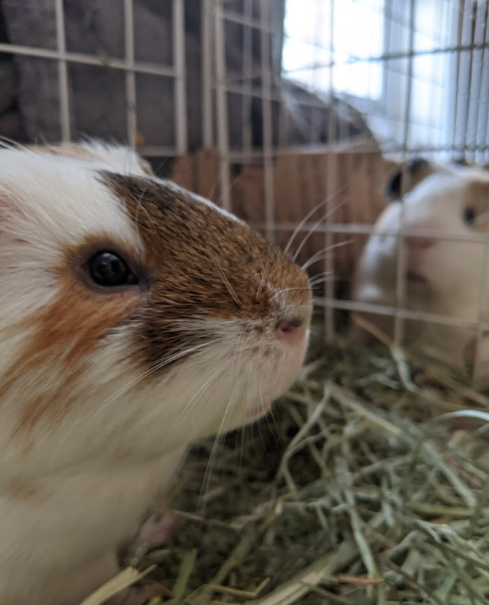 Two guinea pigs Blank Meme Template