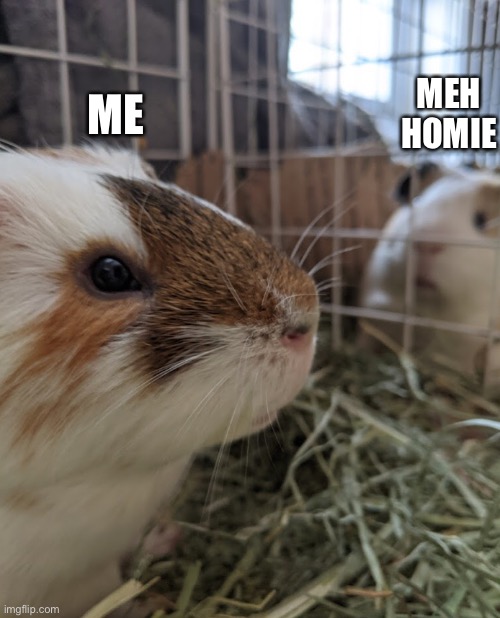 I made a meme template | MEH HOMIE; ME | image tagged in two guinea pigs | made w/ Imgflip meme maker
