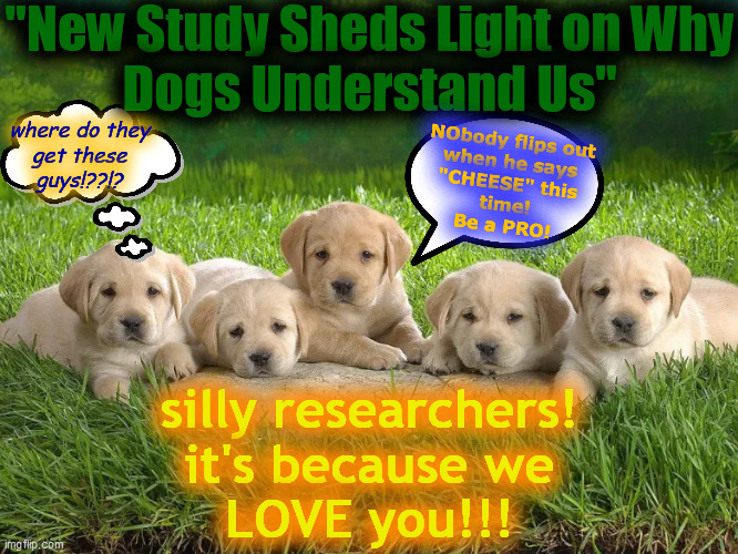 NObody. FLIPs. OUT. | "New Study Sheds Light on Why
Dogs Understand Us"; where do they
get these
guys!??!? NObody flips out
when he says
"CHEESE" this
time!
Be a PRO! silly researchers!
it's because we
LOVE you!!! | image tagged in pupsters,cheese,understanding dog,pro k9,hot dogs,woof | made w/ Imgflip meme maker