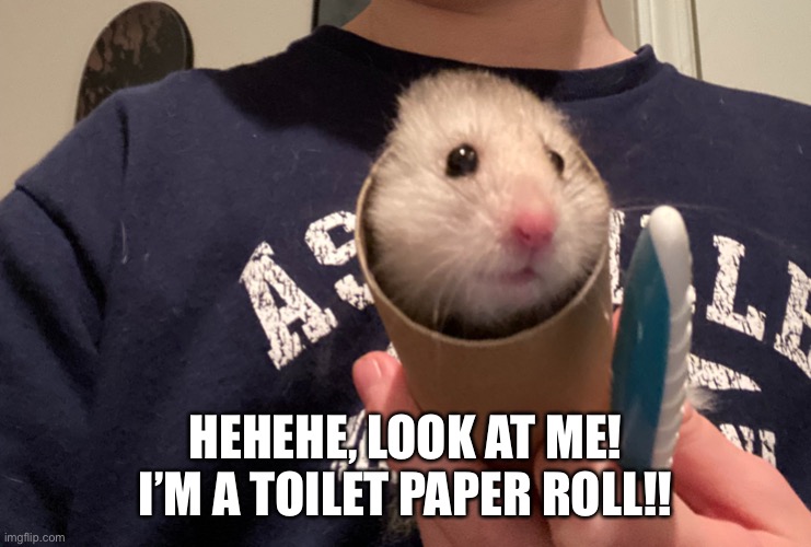 If hamsters could talk |  HEHEHE, LOOK AT ME! I’M A TOILET PAPER ROLL!! | image tagged in imgflip | made w/ Imgflip meme maker
