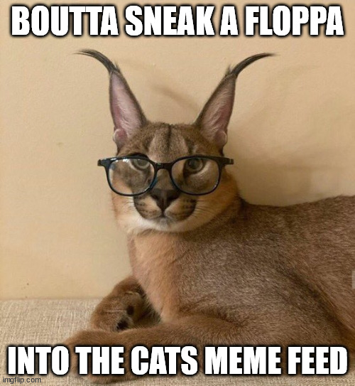 pleas let him in he's extra polite | BOUTTA SNEAK A FLOPPA; INTO THE CATS MEME FEED | image tagged in floppa,floppa cat,caracal | made w/ Imgflip meme maker