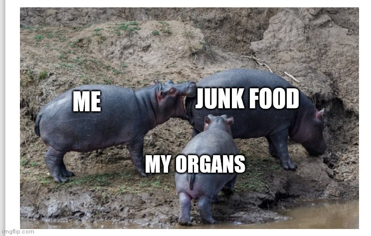 Hippo bite butt | JUNK FOOD; ME; MY ORGANS | image tagged in hippo bite butt | made w/ Imgflip meme maker