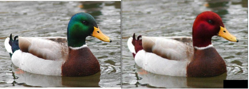 2 advice mallard ducks Blank Meme Template
