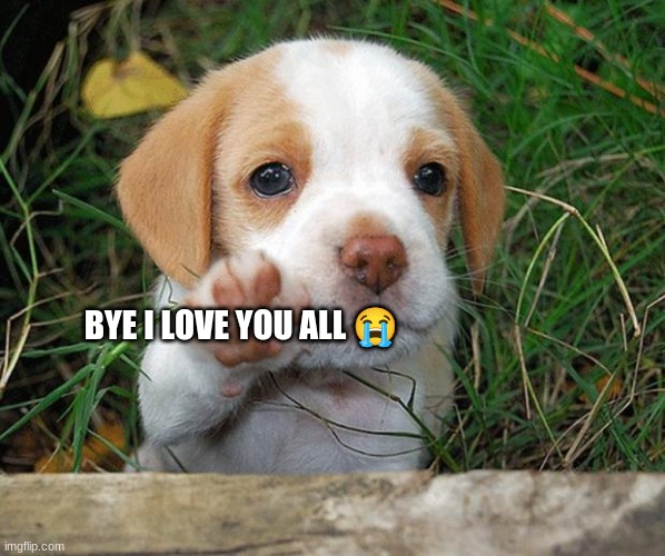 dog puppy bye | BYE I LOVE YOU ALL 😭 | image tagged in dog puppy bye | made w/ Imgflip meme maker