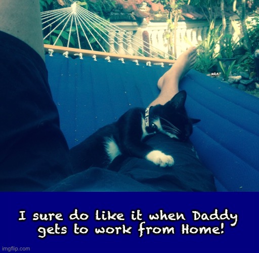 SOPHIE loves the daddy | MRA; I sure do like it when Daddy
 gets to work from Home! | image tagged in cat,hammock,comfy,love | made w/ Imgflip meme maker