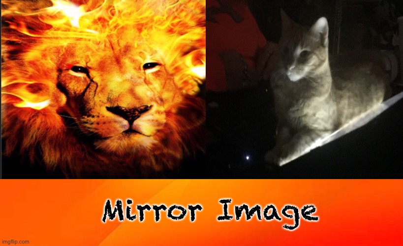 Which one is named Bailey? | Mirror Image | image tagged in cat,lion,king,queen | made w/ Imgflip meme maker