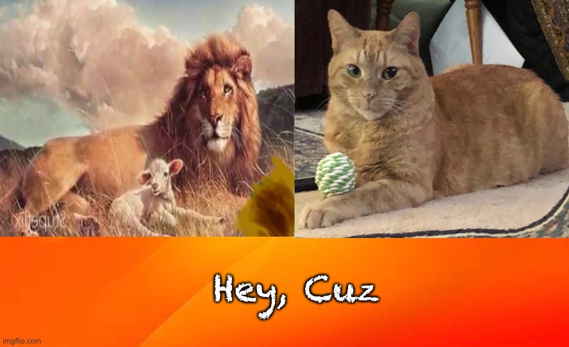 You big puss | Hey, Cuz | image tagged in lion,cat,cousins,gods creation | made w/ Imgflip meme maker