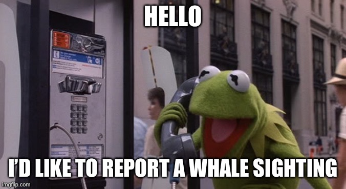 Kermit Phone | HELLO; I’D LIKE TO REPORT A WHALE SIGHTING | image tagged in kermit phone | made w/ Imgflip meme maker