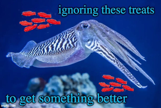 Passing the the Marshmallow Test in style |  ignoring these treats; to get something better | image tagged in fish,intelligence,cephalopod | made w/ Imgflip meme maker