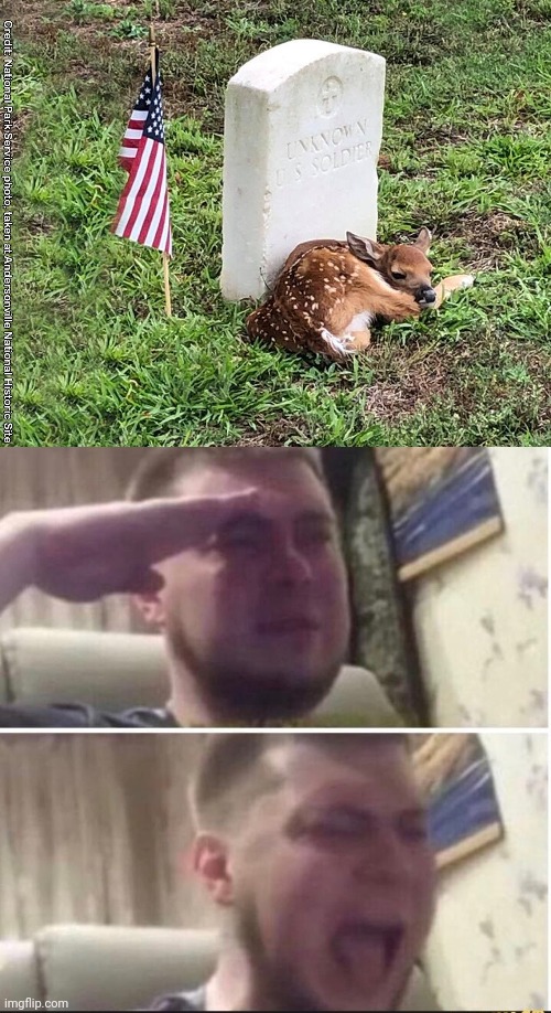 Wild Deer at Unknown Soldiers Grave | image tagged in crying salute,deer,military,so cute,patriotic | made w/ Imgflip meme maker