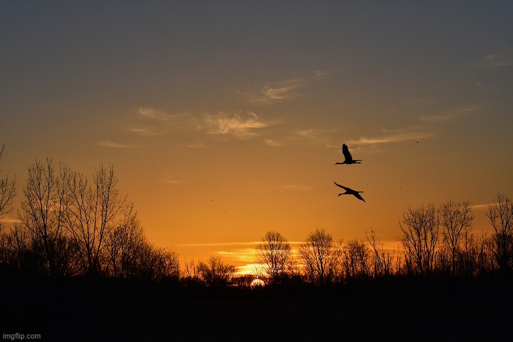 I took this photo yesterday, sunrise with two sandhill cranes. | image tagged in sunrise,sandhill cranes,kewlew | made w/ Imgflip meme maker