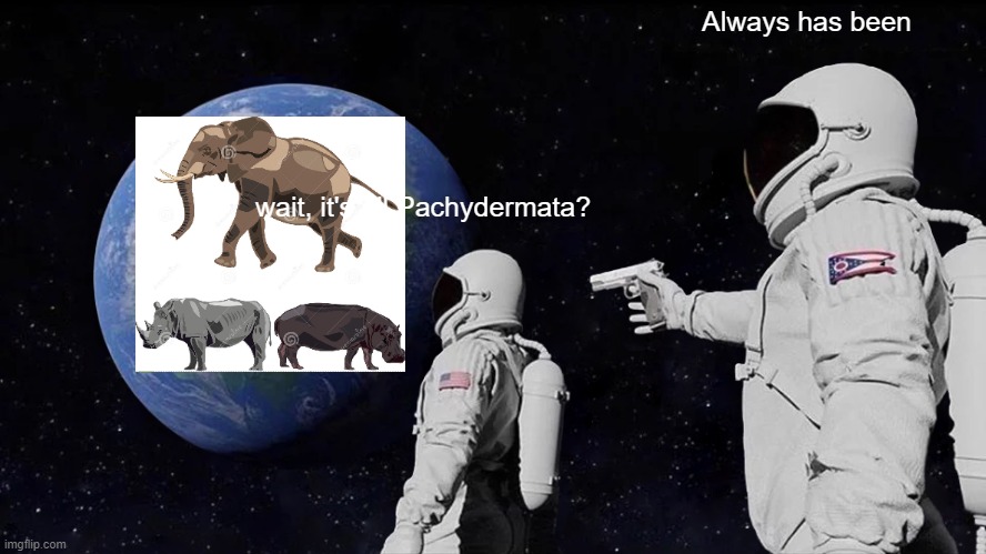 Always Has Been | Always has been; wait, it's all Pachydermata? | image tagged in memes,always has been | made w/ Imgflip meme maker