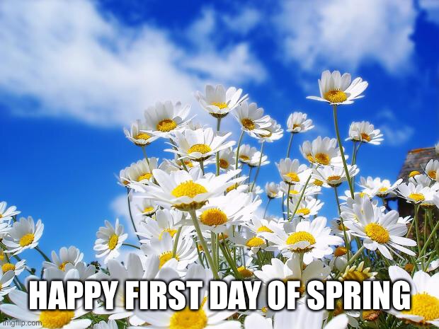 spring daisy flowers | HAPPY FIRST DAY OF SPRING | image tagged in spring daisy flowers | made w/ Imgflip meme maker