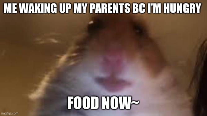 facetime hamster | ME WAKING UP MY PARENTS BC I’M HUNGRY; FOOD NOW~ | image tagged in facetime hamster | made w/ Imgflip meme maker