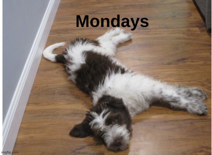 Mondays | image tagged in dogs,mondays | made w/ Imgflip meme maker
