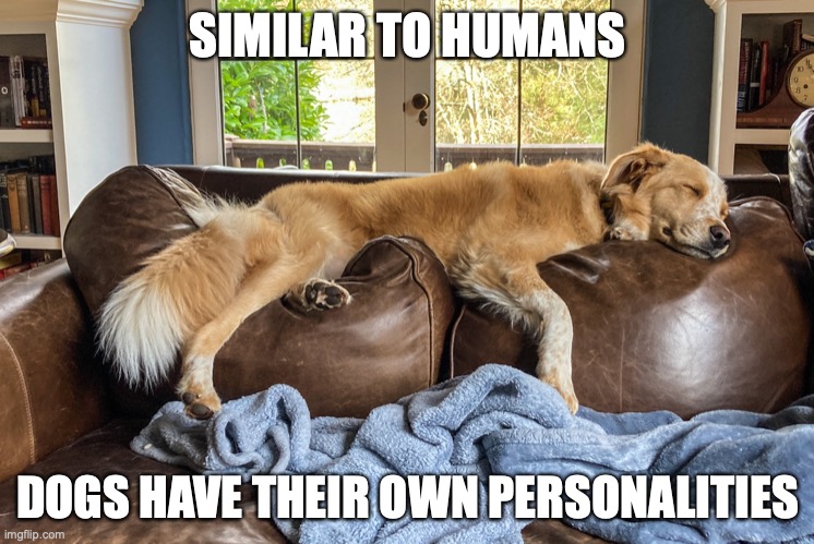 Dog on Sofa | SIMILAR TO HUMANS; DOGS HAVE THEIR OWN PERSONALITIES | image tagged in sofa,dog,memes | made w/ Imgflip meme maker