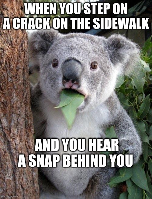 there goes mom's spine | WHEN YOU STEP ON A CRACK ON THE SIDEWALK; AND YOU HEAR A SNAP BEHIND YOU | image tagged in suprised koala | made w/ Imgflip meme maker