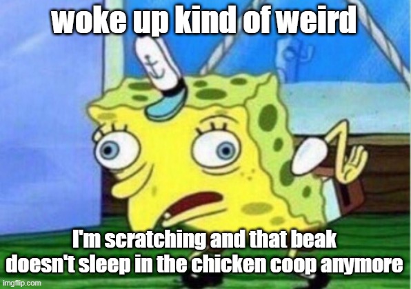 Mocking Spongebob Meme | woke up kind of weird; I'm scratching and that beak doesn't sleep in the chicken coop anymore | image tagged in memes,mocking spongebob | made w/ Imgflip meme maker
