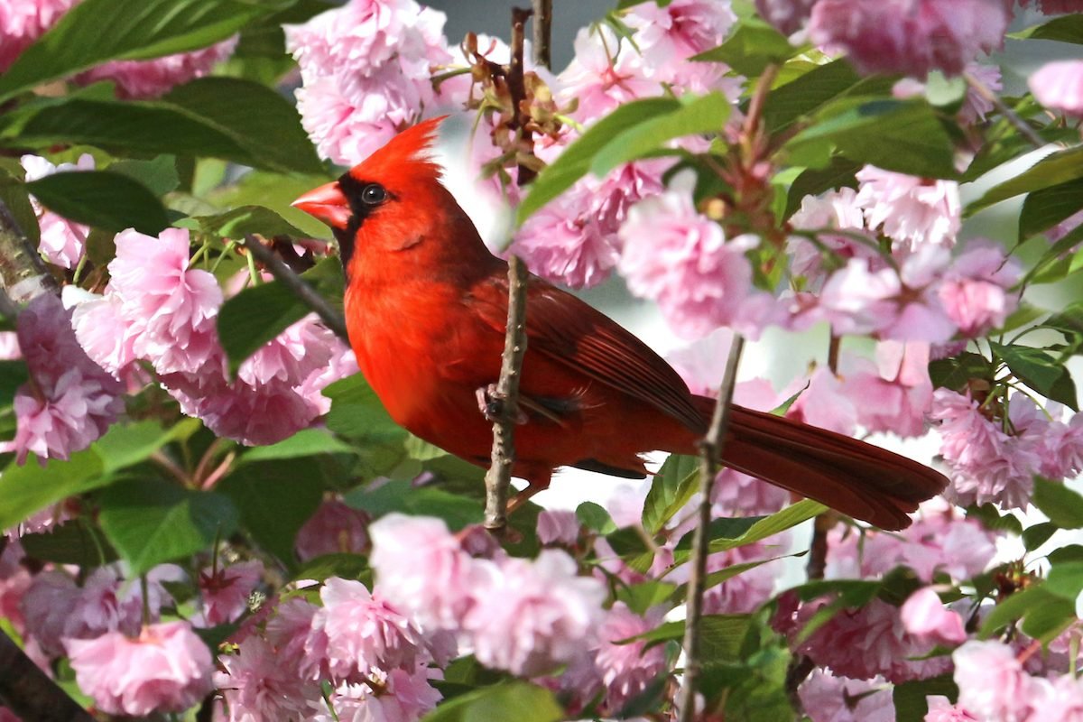 Cherry Cardinal Blank Meme Template