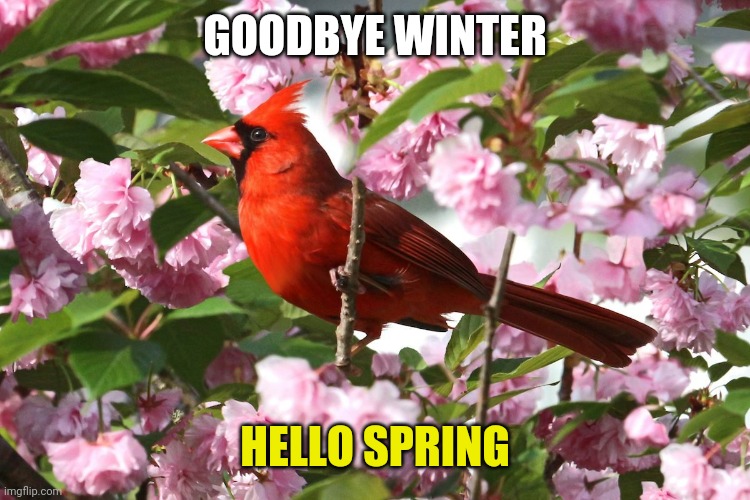 Cherry Cardinal | GOODBYE WINTER; HELLO SPRING | image tagged in cherry cardinal | made w/ Imgflip meme maker