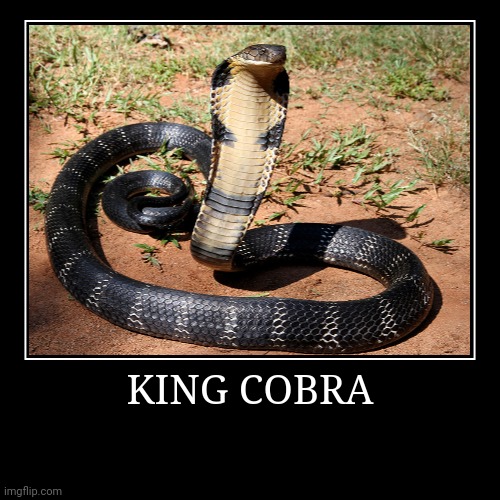 King Cobra | image tagged in demotivationals,cobra | made w/ Imgflip demotivational maker