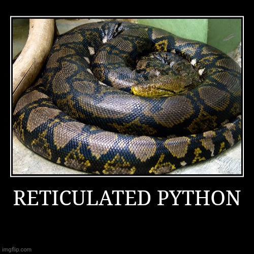 Reticulated Python | image tagged in demotivationals,python | made w/ Imgflip demotivational maker
