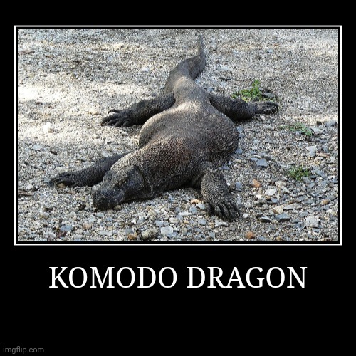 Komodo Dragon | image tagged in demotivationals,komodo dragon | made w/ Imgflip demotivational maker