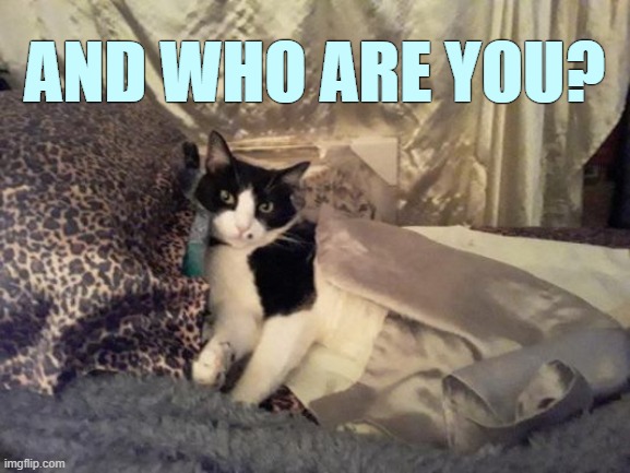 OMG...Where Am I | AND WHO ARE YOU? | image tagged in memes,cars,cute cat,omg,where am i,who are you | made w/ Imgflip meme maker