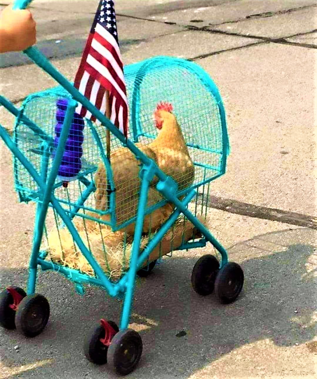 High Quality Chicken stroller Blank Meme Template