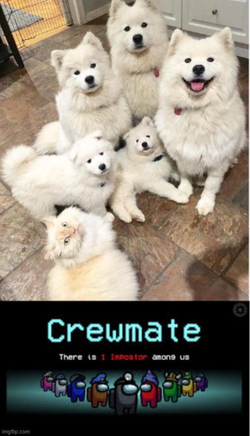 There is one imposter among us | image tagged in among us,dog,cat,meme | made w/ Imgflip meme maker