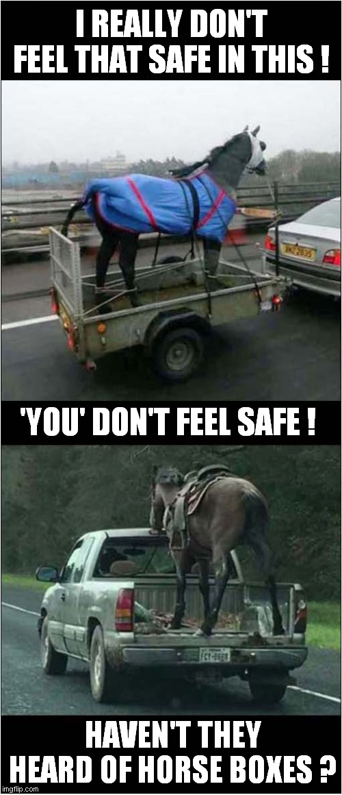 Let's Hope There's No Sudden Braking ! | I REALLY DON'T FEEL THAT SAFE IN THIS ! 'YOU' DON'T FEEL SAFE ! HAVEN'T THEY HEARD OF HORSE BOXES ? | image tagged in horses,unsafe,horsebox | made w/ Imgflip meme maker