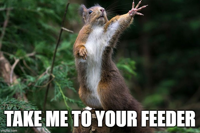 Squirrel Feeder | TAKE ME TO YOUR FEEDER | image tagged in funny | made w/ Imgflip meme maker