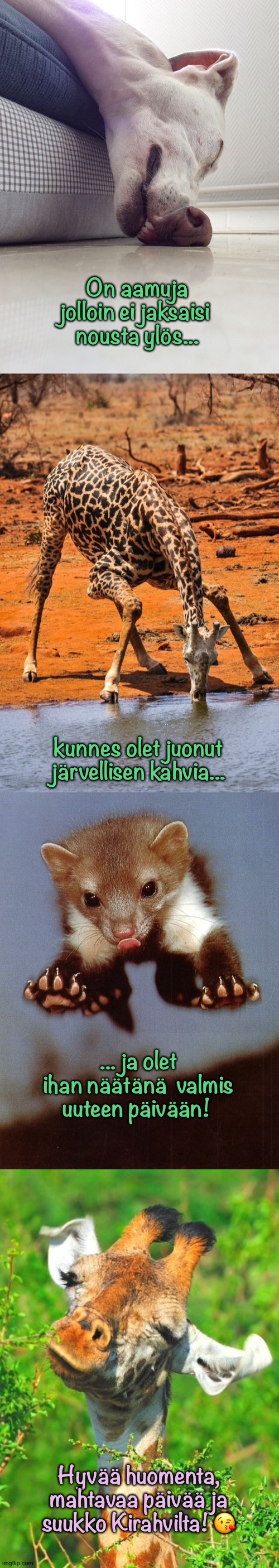 On aamuja
jolloin ei jaksaisi 
nousta ylös... kunnes olet juonut
järvellisen kahvia... ... ja olet ihan näätänä  valmis uuteen päivään! Hyvää huomenta,
mahtavaa päivää ja
suukko Kirahvilta! 😘 | made w/ Imgflip meme maker