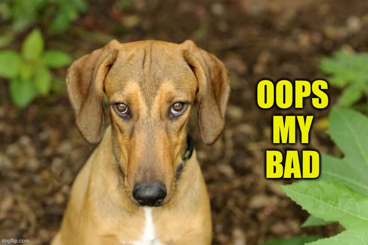 Doggy Oops | OOPS
MY
BAD | image tagged in my bad | made w/ Imgflip meme maker