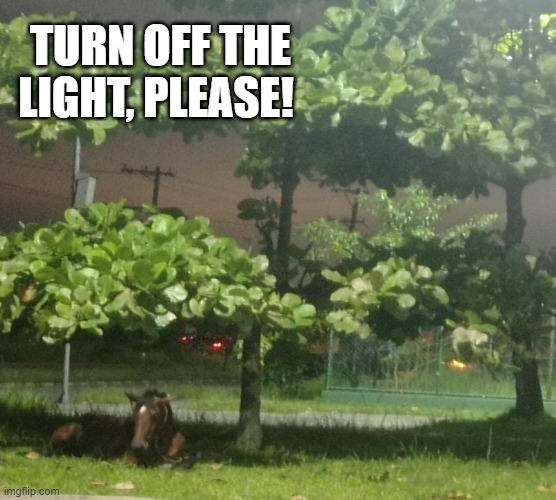 LAZY HORSE | TURN OFF THE LIGHT, PLEASE! | image tagged in horse,laziness | made w/ Imgflip meme maker