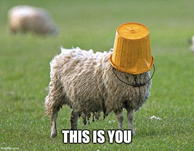 stupid sheep | THIS IS YOU | image tagged in stupid sheep | made w/ Imgflip meme maker
