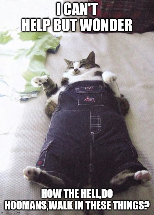 Fat Cat | I CAN'T HELP BUT WONDER; HOW THE HELL,DO HOOMANS,WALK IN THESE THINGS? | image tagged in memes,fat cat | made w/ Imgflip meme maker