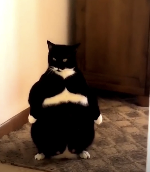 Sumo cat Blank Meme Template