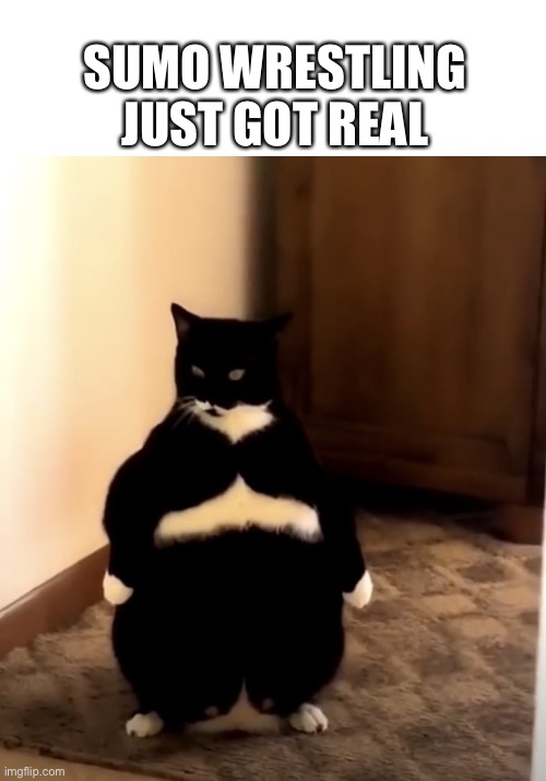 Cat | SUMO WRESTLING JUST GOT REAL | image tagged in sumo cat | made w/ Imgflip meme maker