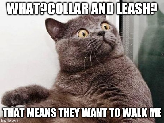 Surprised cat | WHAT?COLLAR AND LEASH? THAT MEANS THEY WANT TO WALK ME | image tagged in surprised cat | made w/ Imgflip meme maker