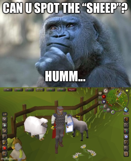 Humm... | CAN U SPOT THE “SHEEP”? HUMM... | image tagged in memes,runescape | made w/ Imgflip meme maker